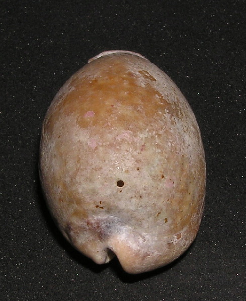 Cirsotrema cochlea alive